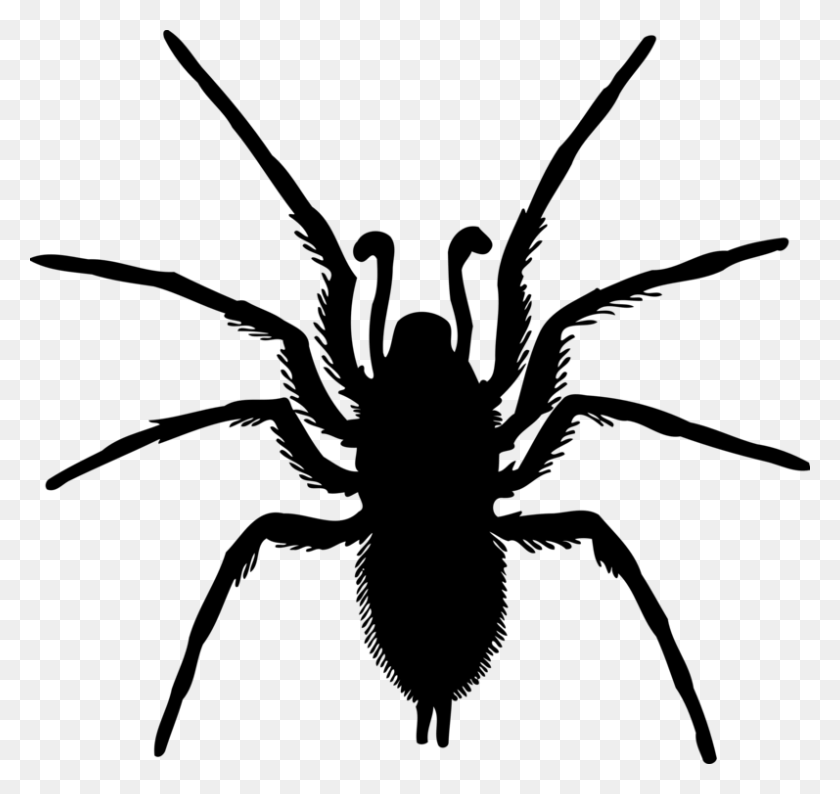797x750 Spider Drawing Silhouette Computer Icons - Free Spider Web Clipart