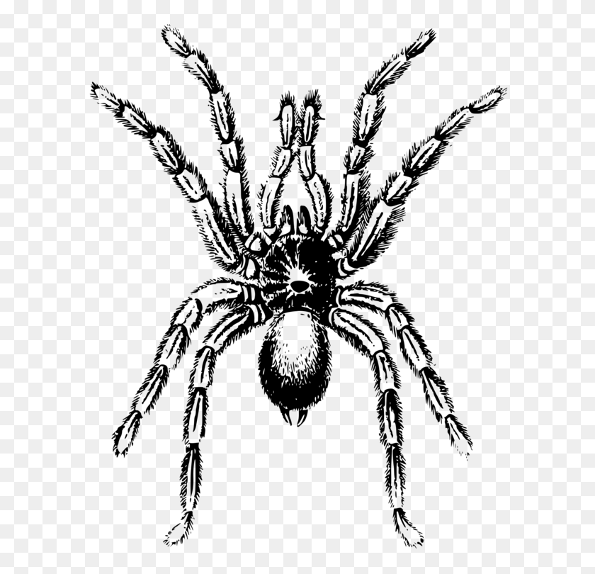 598x750 Spider Lycosa Tarantula Arthropod Angulate Orbweavers Free - Tarantula Clipart