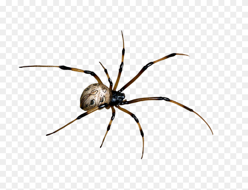 800x600 Spider Png Clipart - Spider PNG