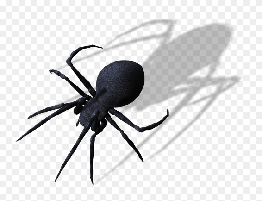 868x650 Spider Png Clipart - Spider PNG