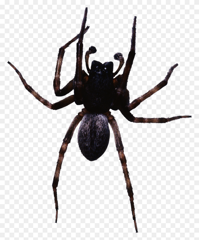 2295x2800 Spider Png Image - Spider PNG