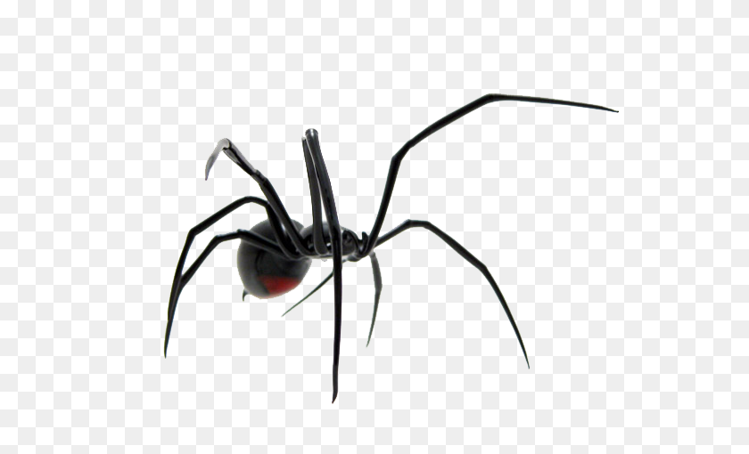 600x450 Spider Png Image - Spider PNG