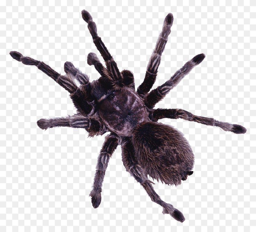 2712x2436 Spider Png Image - Spider PNG