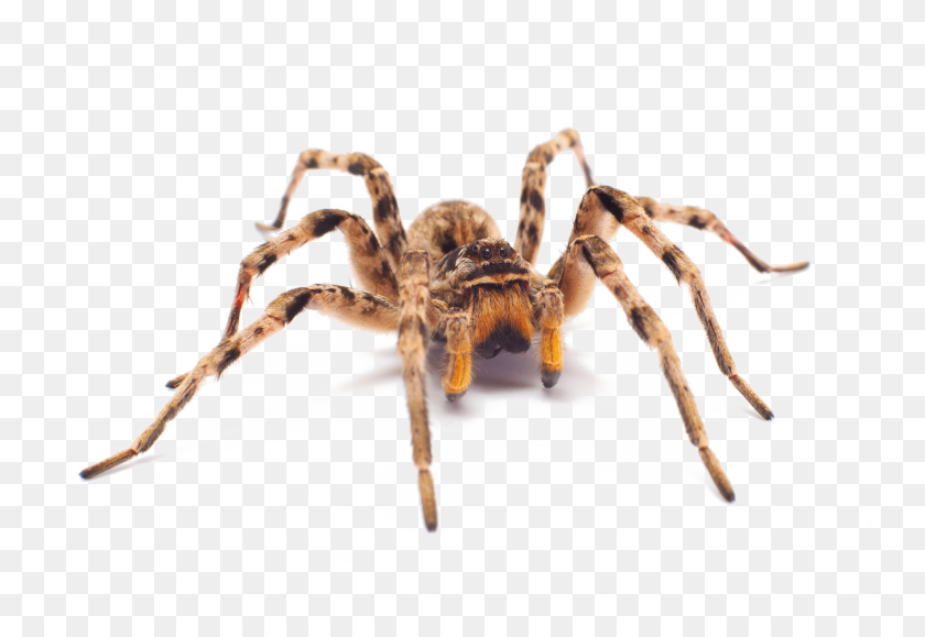 1688x1125 Spider Png Image With Transparent Background Png Arts - Spider PNG