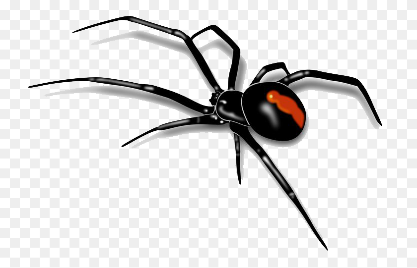 736x481 Spider Png Images Transparent Free Download - Spider Clipart Black And White