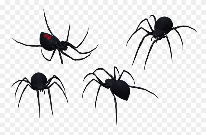 1024x645 Spider Southern Black Widow Clip Art - Black Widow Clipart