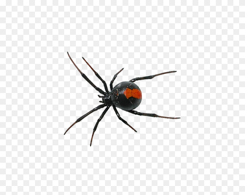 525x611 Spider Southern Black Widow Clip Art - Black Widow Spider Clipart