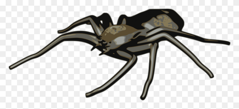 1807x750 Spider Tarantula Western Black Widow Computer Icons Drawing Free - Tarantula Clipart