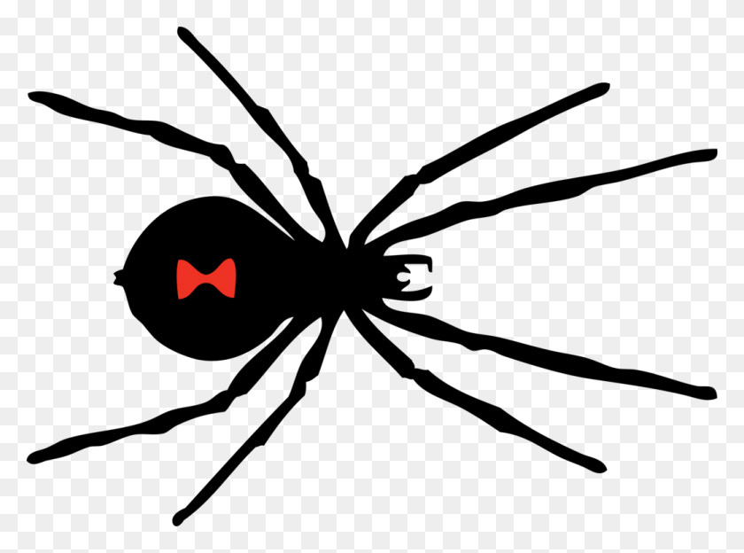 1036x750 Spider Web Southern Black Widow The Black Widow Western Black - Tarantula Clipart