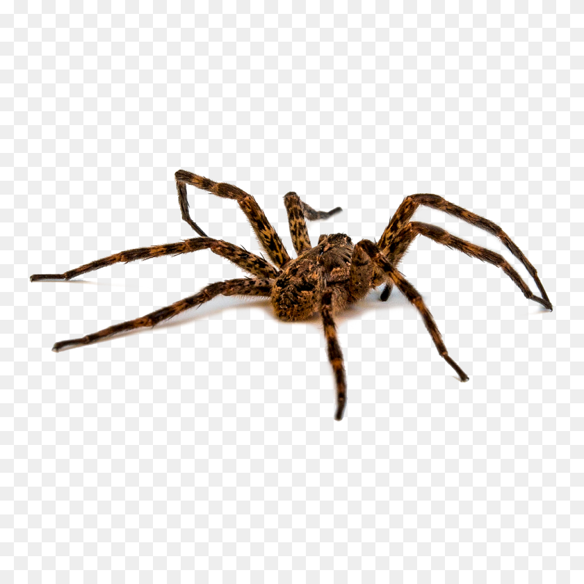 1280x1280 Spiders - Tarantula PNG
