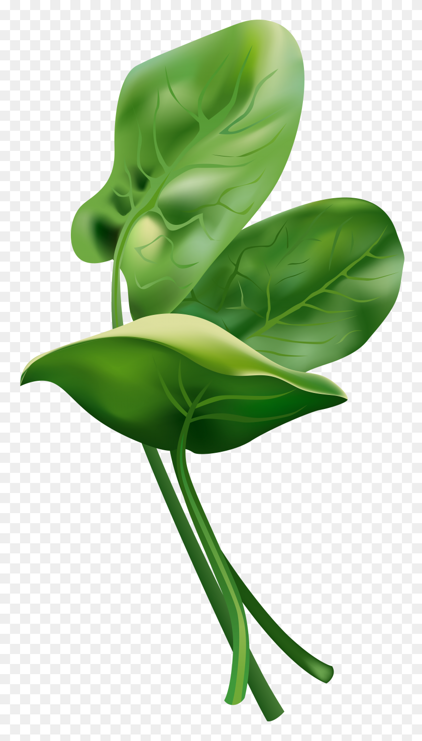 4414x8000 Spinach Free Clip Art Image - Kale Clipart