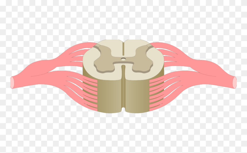 770x462 La Médula Espinal De La Materia Gris Anatomía - La Médula Espinal Imágenes Prediseñadas