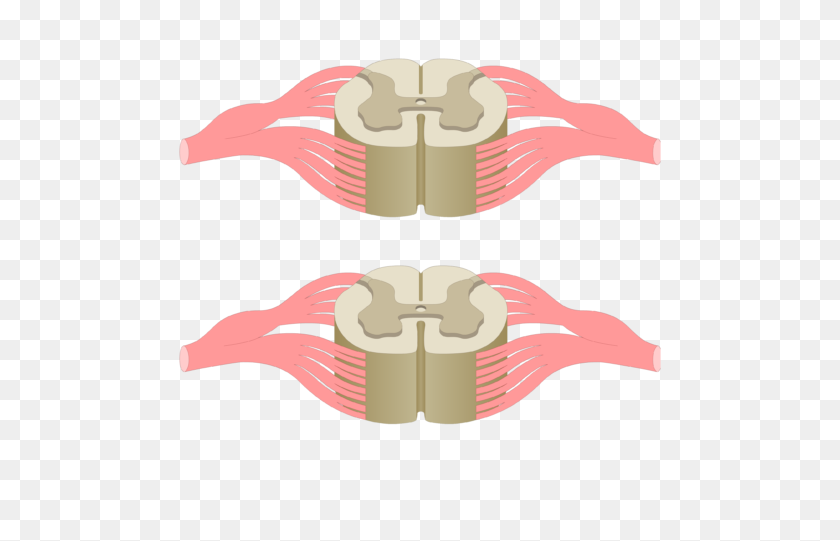 770x481 Spinal Cord Segments - Spinal Cord Clipart