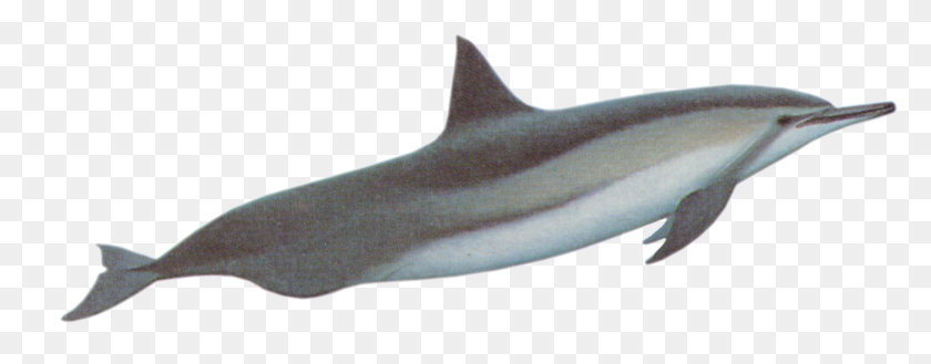 1610x556 Дельфин-Спиннер Клипарт - Картинки С Изображениями Дельфинов