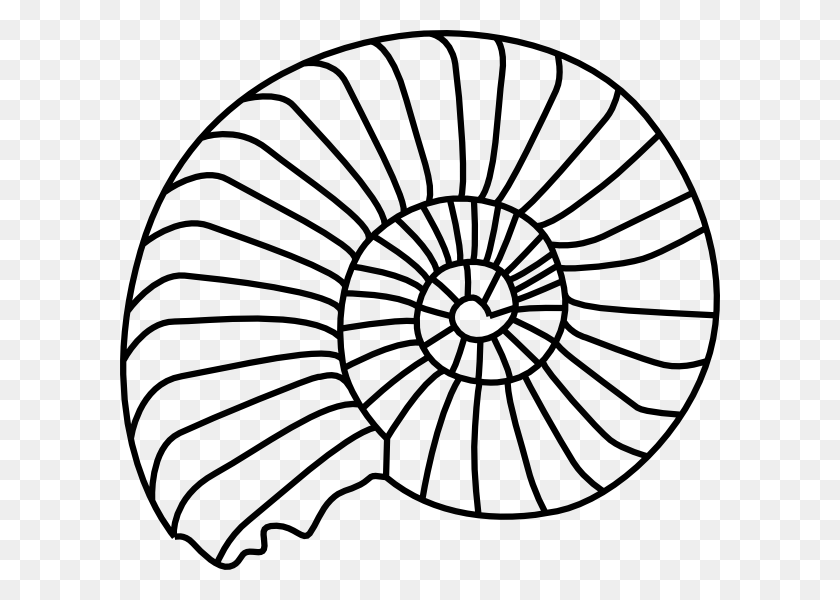 600x540 Spiral Shell Clip Art - Shells Clipart Black And White