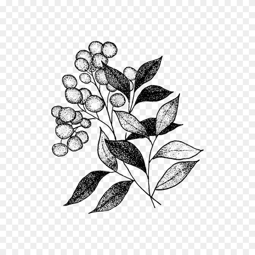 2048x2048 Sprig - Tea Leaf Clip Art