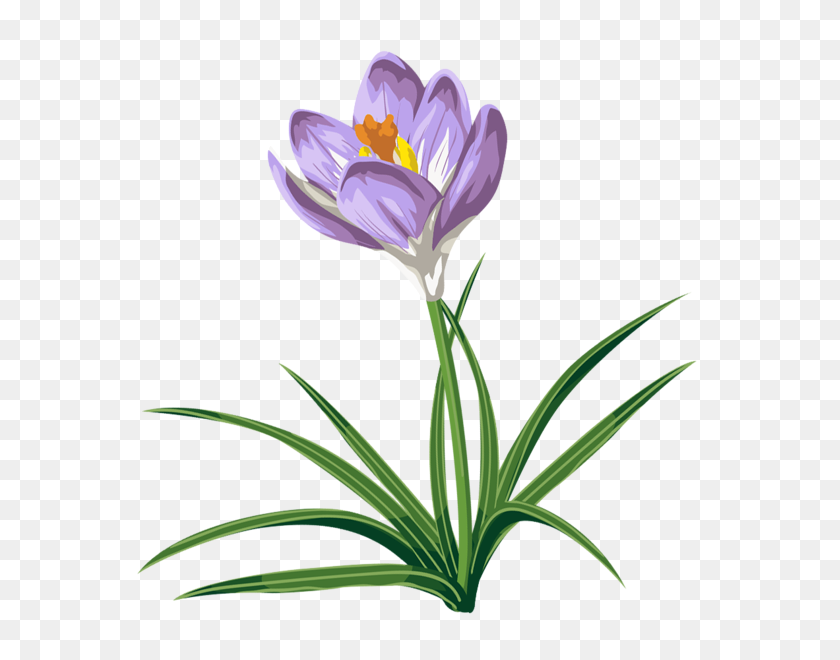 595x600 Spring Clip Art, Pictures - Lavender Flower Clipart
