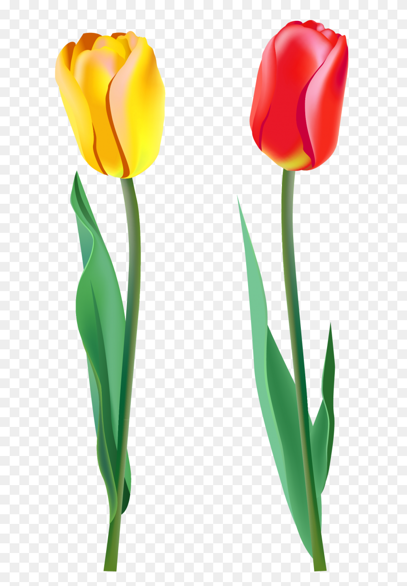 1382x2035 Imágenes Prediseñadas De Primavera Tulip - Clipart De Primavera Png