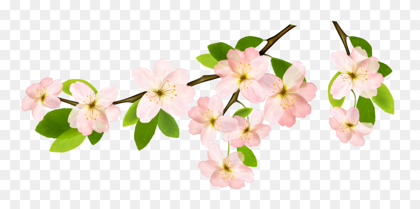 4596x2114 Весенние Цветы Клипарт Transpa Фон - Бесплатные Клипарты Весенние Изображения
