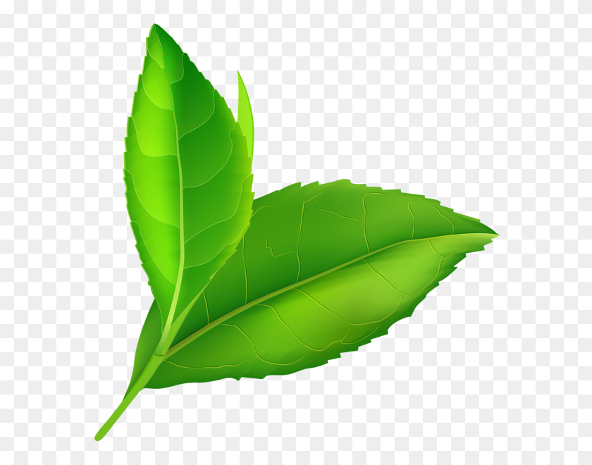 584x600 Spring Green Leaves Png Clip - PNG Leaves