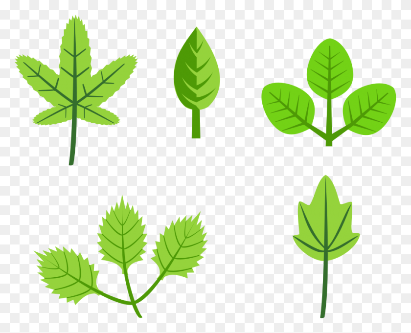 900x717 Spring Leaf Clipart Clipart - Leaves Clipart PNG