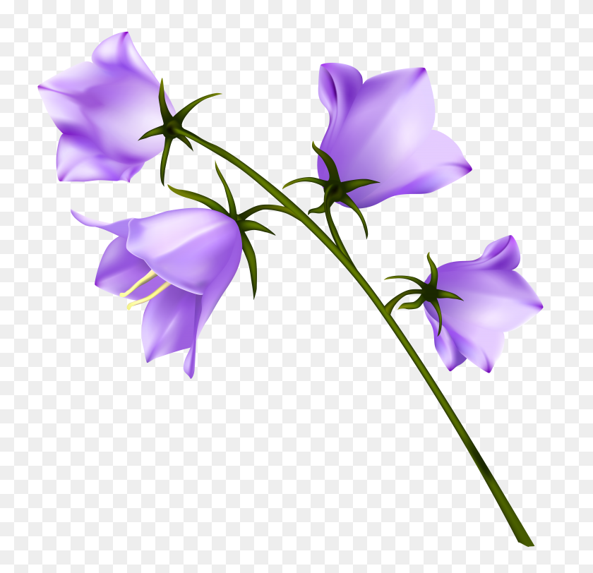 7603x7335 Spring Purple Campanula Png - Purple Flower PNG