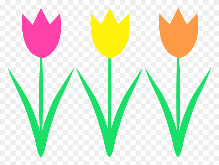 5627x4161 Spring Tulips Cliparts - Spring Rain Clipart