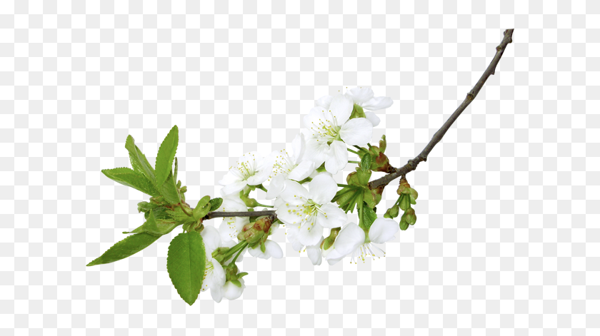 619x411 Spring White Branch Png Clipart - Twig PNG