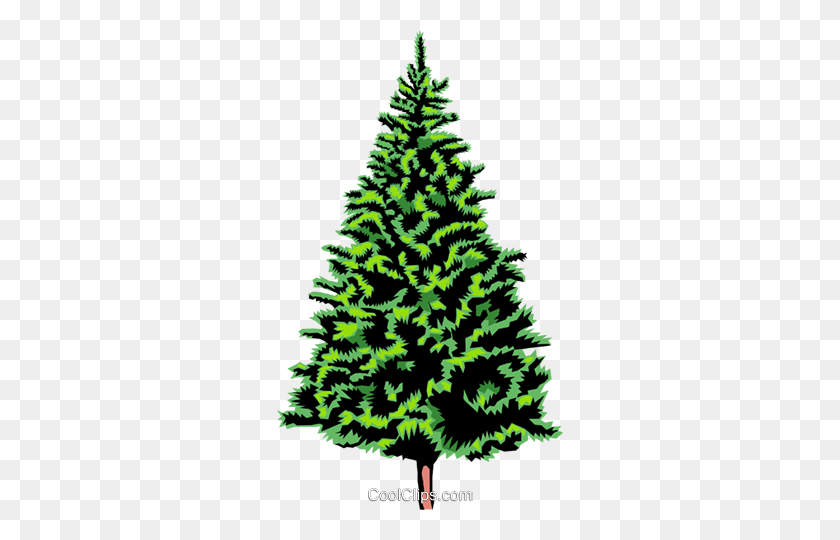 286x480 Spruce Tree Vector Ilustración De Imágenes Prediseñadas - Clipart Árbol Spruce