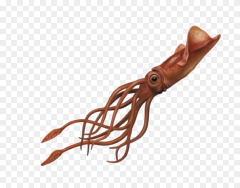 1078x828 Squid Png Image Png Arts - Squid PNG