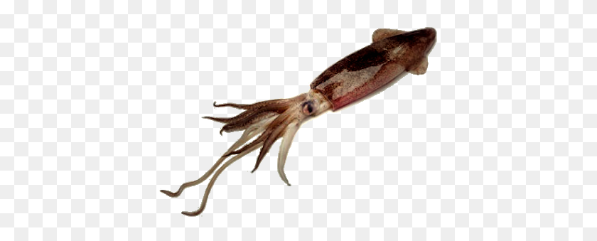 400x279 Squid Png Images Transparent Free Download - Squid PNG