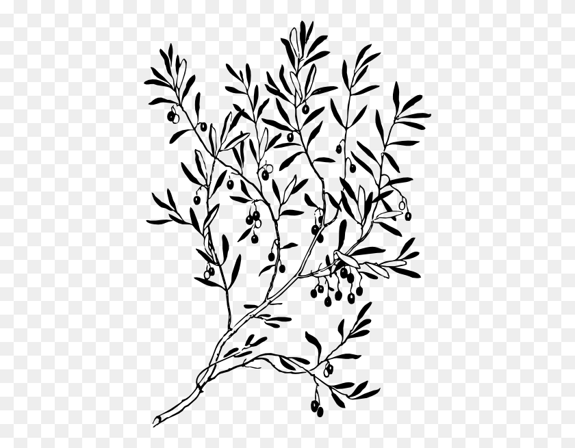 420x595 Ss Olive Olive Tree, Art - Olives Clipart Черно-Белый