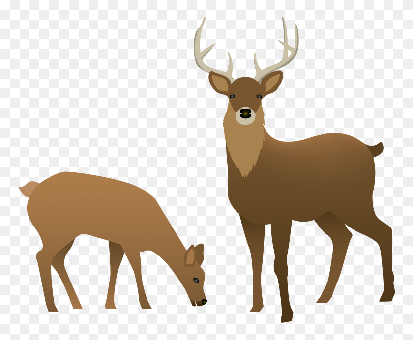 8000x6492 Stag And Doe Transparent Png - Stag Clipart
