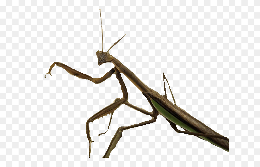 640x480 Standing Insect Transparent Png - Insect PNG
