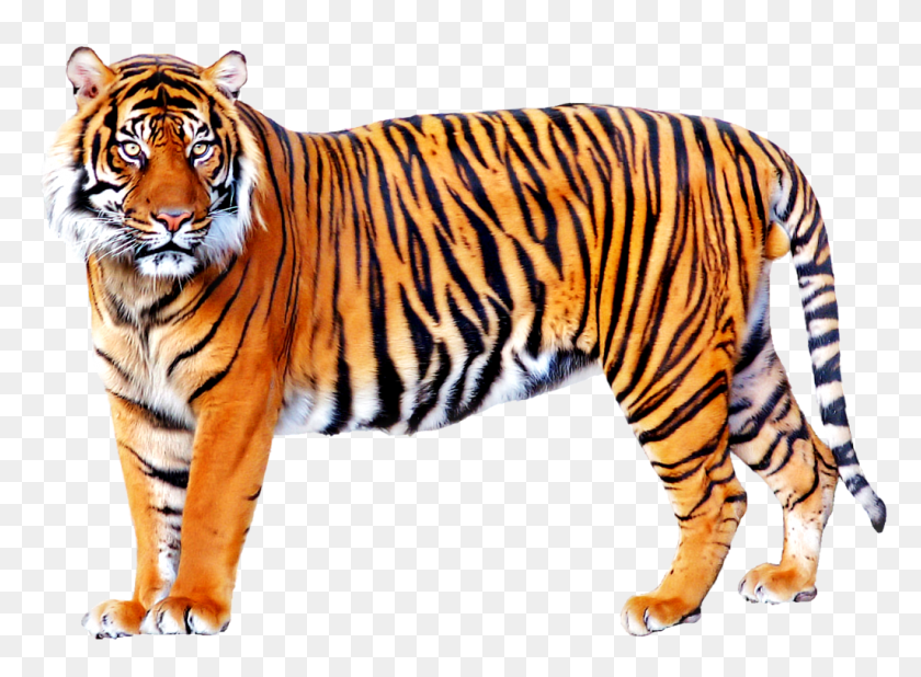 1024x733 Standing Tiger Png Images - Tiger Face PNG