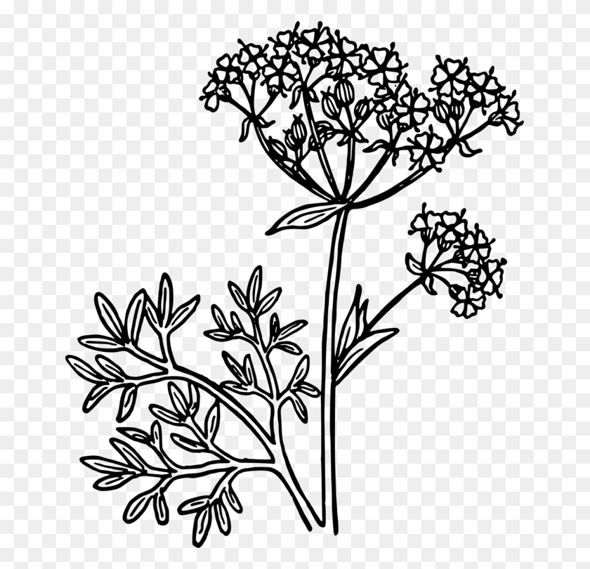 653x750 Star Anise Drawing Plants Herb - Thyme Clipart