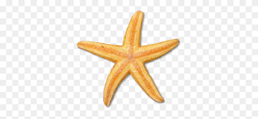347x328 Starfish Clip Art Clipart Images - Starfish PNG