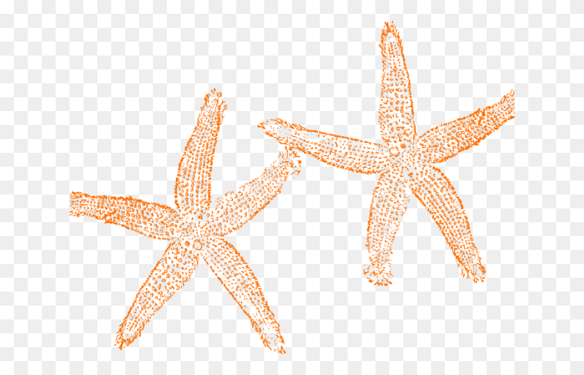 640x480 Starfish Clipart - Starfish Clipart Free