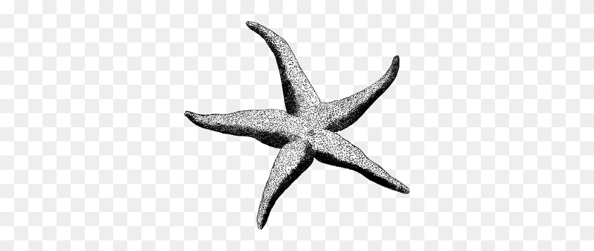 320x295 Starfish Clipart Vintage - Starfish Images Clip Art