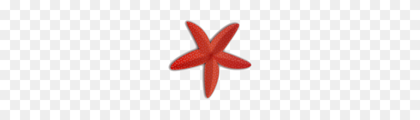 180x180 Starfish Png Clipart - Star Fish PNG