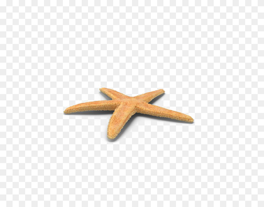 600x600 Starfish Png Free Download Png Arts - Starfish PNG