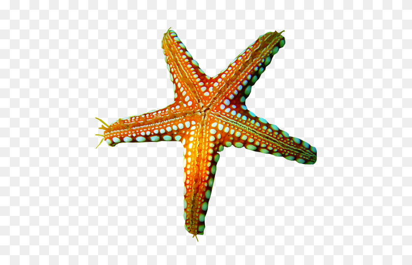 480x480 Starfish Png Images Free Download - Starfish PNG
