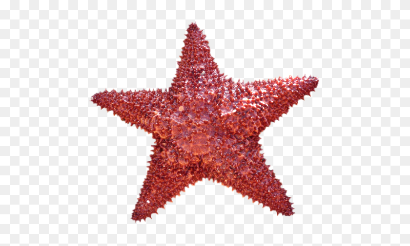 500x445 Png Морская Звезда