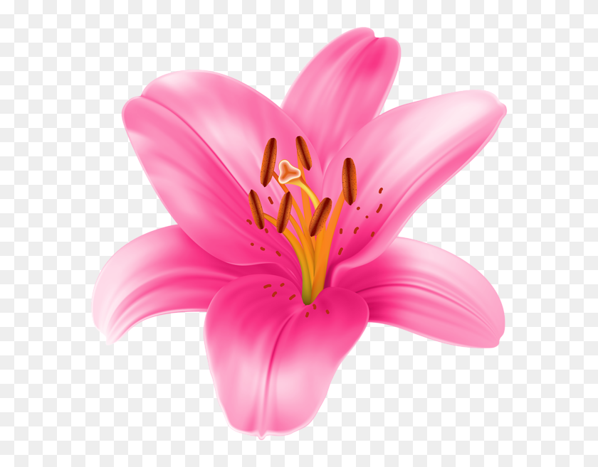 600x597 Stargazer Lily Cliparts Free Download Clip Art - Lily Pad Clipart