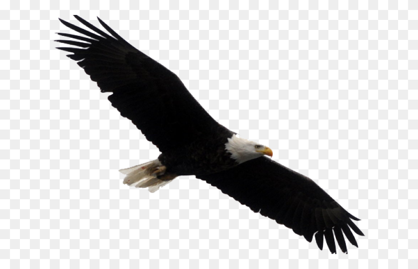 640x480 Stellers Sea Eagle Clipart Landing - Eagle Clipart Black And White
