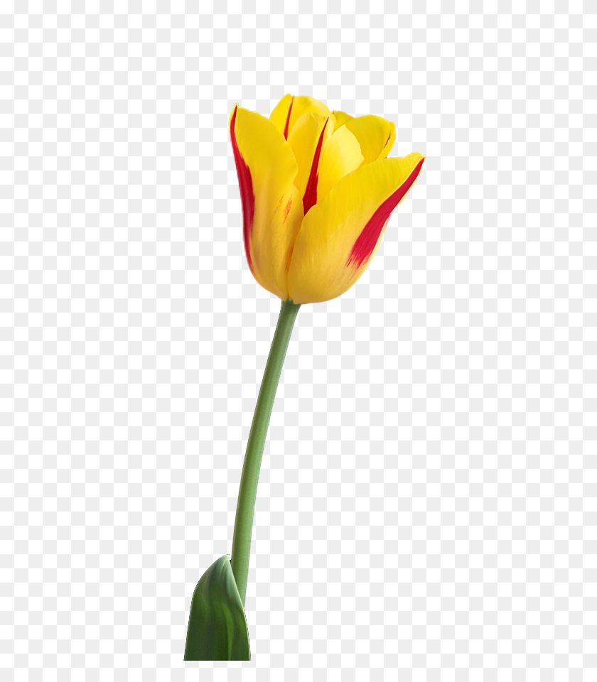 600x900 Stem Clipart Tulip - Tulip Images Clip Art