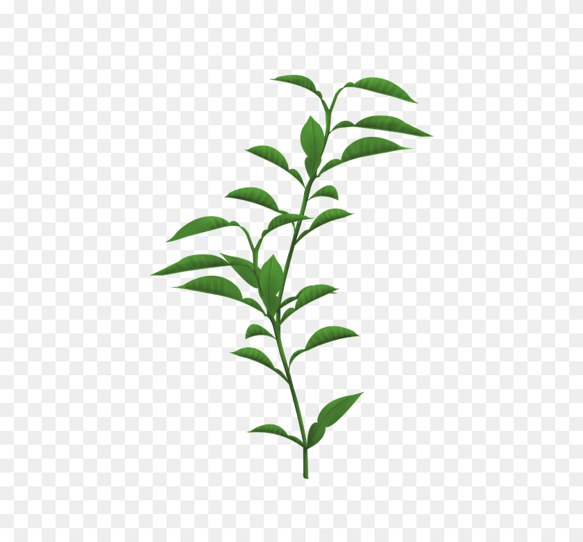 480x720 Stem Of A Plant Png Transparent Stem Of A Plant Images - Plant PNG