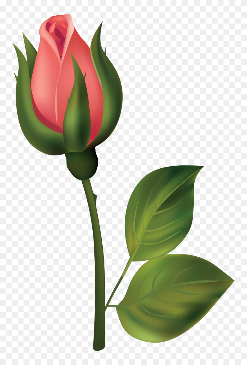 2644x4000 Stem Red Rose Bud Png Clipart - Rose Bud Clipart