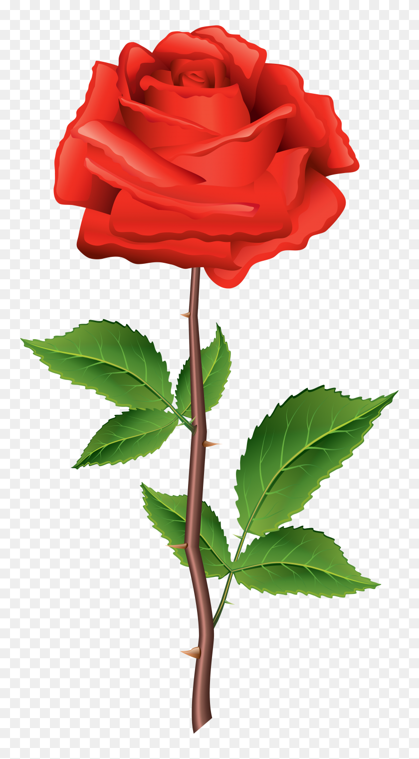 2667x5000 Stem Red Rose Png Clipart - Rose Drawing PNG