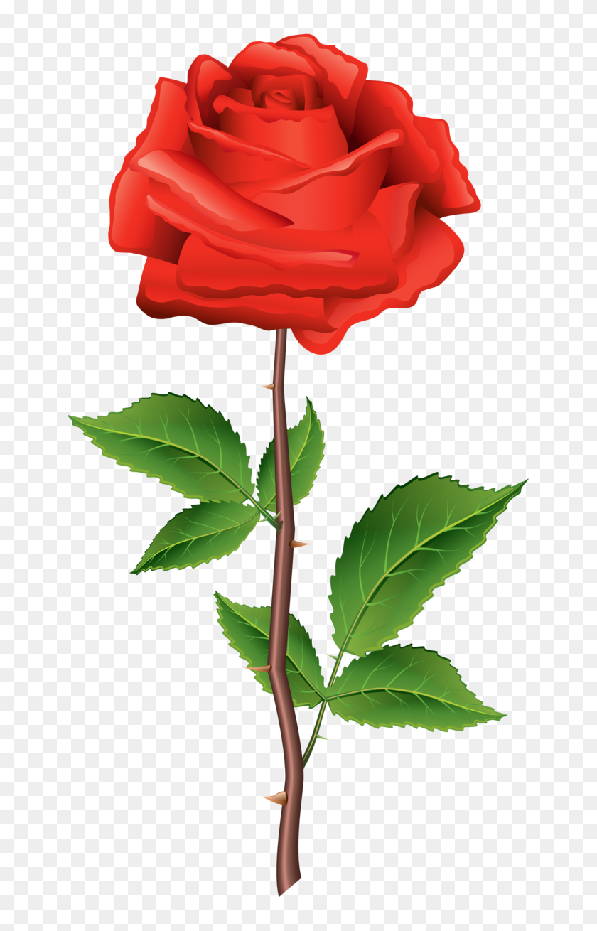 667x1250 Stem Red Rose Png Clipart - Rose PNG Transparent